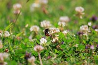 Red-tailed form of bumble bee, probably Bombus confusus, extracting nectar from rifolium hybridum - White clover. 