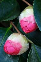 Camellia 'Flower Girl' buds - January