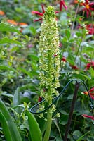 Eucomis pole-evansii - Pineapple lily, stands over 1.5 metres tall. 