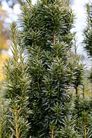 Taxus baccata 'Icicle'