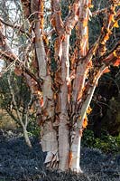 Betula albosinensis 'Bowling Green' - Chinese red Birch 'Bowling Green'