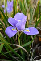 Iris unguicularis 'Mary Barnard' - Algerian Iris