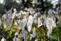 Lunaria rediviva - Perennial Honesty - seedheads
