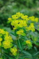 Euphorbia 'Excalibur'