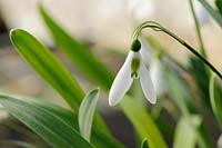 Galanthus elwesii - Snowdrop