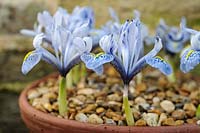 Iris 'Katharine Hodgkin' - Dwarf Iris - growing in terracotta pot dressed with gravel