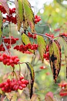 Viburnum setigerum - red berries alongside dying leaves