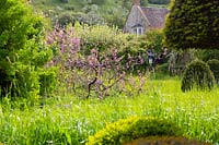 A view of the back garden with the Judas tree, Cercis siliquastrum