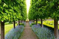 A mature avenue of pleached Beech trees is underplanted with Forget-me-nots