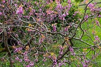 Cercis siliquastrum - Twisted branches of a Judas tree in flower. 