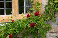 An old red rose clambers up the side of the house.