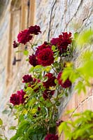An old red climbing rose clings to the front of the house.