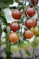 Cherry Tomato 'Rosella' F1
