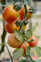 Cherry Tomato 'Gardener's Delight' with Virus