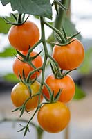 Cherry Tomato 'Orange Paruche'