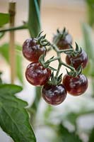 Solanum lycopersicum  -Cherry Tomato 'Indigo Blue Berries'