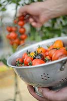 Harvesting cherry Tomatoes