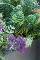 Detail of a raised with mixed planting featuring a flowering Perez's sea lavender, a succulents, Silver spoons and Euphorbia.