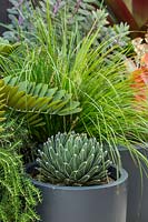 Container pots planted out with Queen Victoria Agave and a Lomandra' Tanika'.