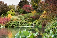 Extensive planting around a lake edged with Cornus - Dogwood, Acer and Gunnera manicata, beds merge into garden with trees beyond