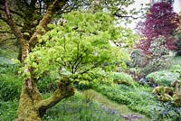 Fresh new leaves on an acer surrounded by rhododendrons, bluebells and wild garlic.
