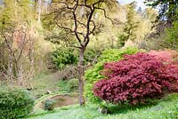 Acer in the Dell in spring at Hotel Endsleigh, Devon