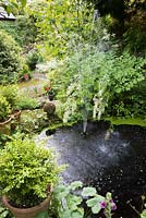 Pond with water spout surrounded by lush foliage plants. 