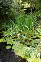 Pond with waterlilies and irises at Ivy House, Cumwhitton in July