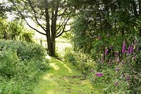 Grassy path to the end of the garden edged with foxgloves at Ivy House, Cumwhitton in July