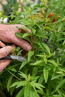 Harvesting Aloysia triphylla syn. Lippia citriodora syn. - Lemon Verbena