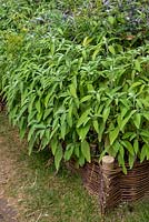 Salvia officinalis - Sage - in raised bed 