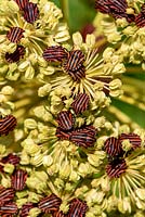 Graphosoma lineatum - Shield or Striped Bug - on Angelica archangelica flowers 