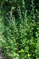 Artemisia vulgaris - Wormwood