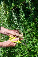 Harvesting Artemisia vulgaris - Wormwood - with scissors