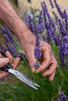 Harvesting Lavandula angustifolia - English Lavender