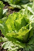 Cichorium intybus 'Sugarloaf'- Chicory 