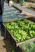 Opening a cold frame to ventilate Lettuce 