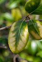 Leaf Chlorosis due to iron deficiency on Camellia japonica