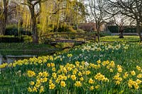 View over a bank of naturalised Narcissus - Daffodil - to Monet-style bridge over river