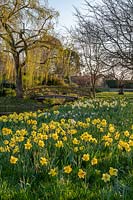 Mixed Narcissus - Daffodil - naturalised on bank, view of bridge and trees beyond