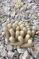 Mammillaria elongata 'lace cactus'