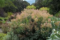 Cotinus coggygria 'smoke tree', 'young lady'