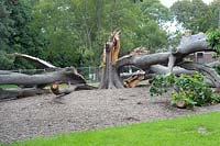 150 year old collapsed Quercus alba 'White Oak' due to drought age and winds.