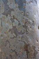 Eucalyptus Maculata 'Spotted Gum'
