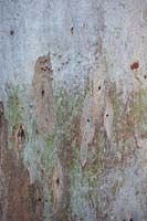 Eucalyptus Camaldulensis 'Red River Gum'