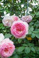 Rosa 'Pierre de Ronsard' syn. Eden Rose or Eden Climber - Large-flowered Climbing Rose - on metal obelisk