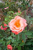 Rosa Catherine Deneuve syn. 'Meipraserpi' - Hybrid Tea Rose