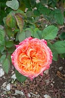 Rosa 'The Roseville College Rose' - Rose