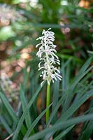 Ophiopogon jaburan, white lily turf