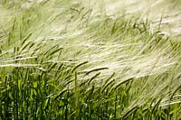 Hordeum vulgare - Tank ground growing Spring Barley